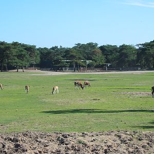 Safari Beekse Bergen 2004 - Blesbok