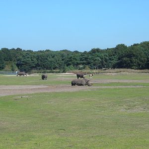 Safari Beekse Bergen 2004 - White Rhinoceros