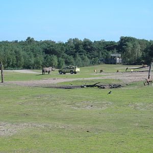 Safari Beekse Bergen 2004 - White Rhinoceros and Blesbok