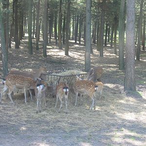 Safari Beekse Bergen 2004 - Spotted deer