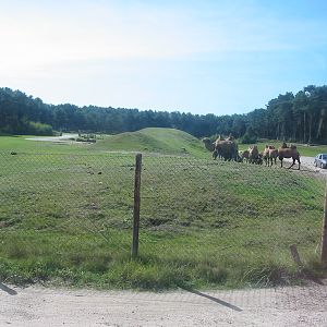 Safari Beekse Bergen 2004 - Bactrian Camels
