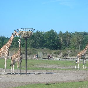 Safari Beekse Bergen 2004 - Giraffes