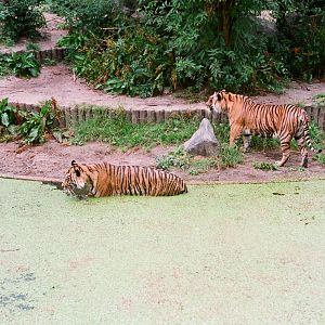 Diergaarde Blijdorp 1992 - Sumatran Tigers