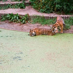 Diergaarde Blijdorp 1992 - Sumatran Tigers