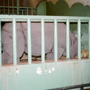 Diergaarde Blijdorp 1992 - Indian Rhinoceros in his indoor stable