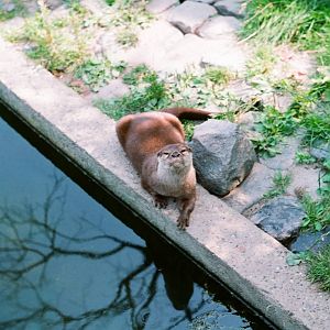 Diergaarde Blijdorp 1992 - Otter looks at me