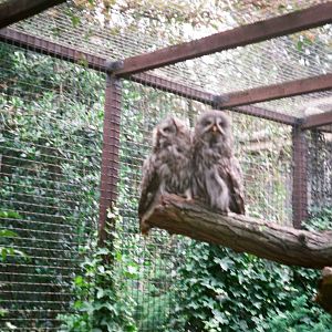 Diergaarde Blijdorp 1992 - Owl enclosure