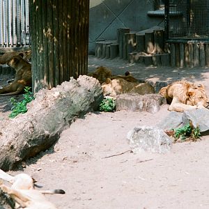 Diergaarde Blijdorp 1992 - Fine group of lions