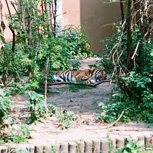Diergaarde Blijdorp 1992 - Sumatran Tiger sleeping