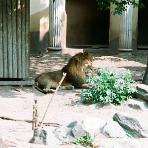 Diergaarde Blijdorp 1992 - Beautiful male lion