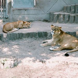 Diergaarde Blijdorp 1992 - Lionesses