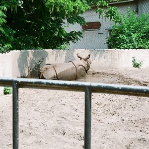 Diergaarde Blijdorp 1992 - Indian Rhinoceros in the old exhibit in the elep