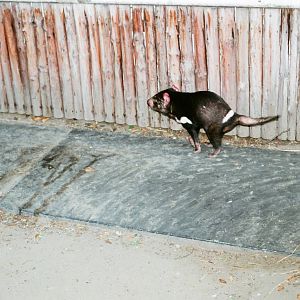 Diergaarde Blijdorp 1992 - One of the last Tasmanian Devils in Europe?