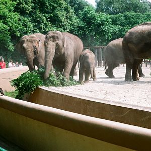 Diergaarde Blijdorp 1992 - Elephant feeding in the old exhibit