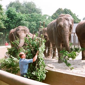 Diergaarde Blijdorp 1992 - Elephant feeding in the old exhibit