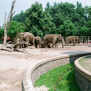 Diergaarde Blijdorp 1992 - The old elephant exhibit