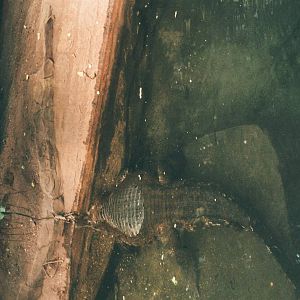 Diergaarde Blijdorp 1992 - Slender Snouted Crocodile