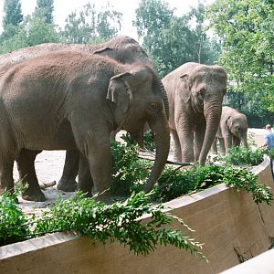 Diergaarde Blijdorp 1992 - The old elephant exhibit
