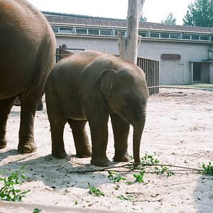 Diergaarde Blijdorp 1992 - Elephant calf
