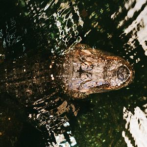 Diergaarde Blijdorp 1992 - American Alligator