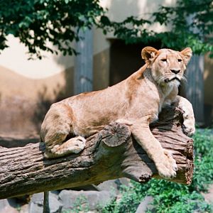Diergaarde Blijdorp 1992 - Close-up of lion cub on tree branch