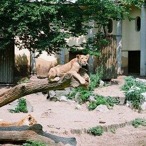 Diergaarde Blijdorp 1992 - Lion exhibit with the cub on the branch in the f