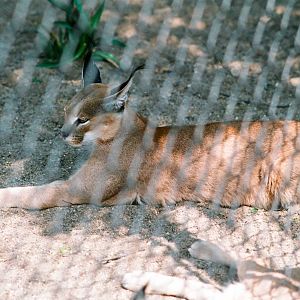 Diergaarde Blijdorp 1992 - Caracal