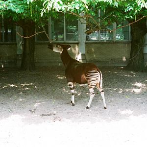 Diergaarde Blijdorp 1992 - Okapi exhibit