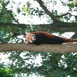 Diergaarde Blijdorp 1992 - Red Panda climbing down a tree