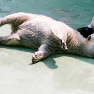 Diergaarde Blijdorp 1992 - Young Polar Bear rolls around next to its sleepi