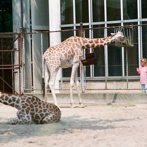 Diergaarde Blijdorp 1992 - Old giraffe enclosure