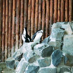 Diergaarde Blijdorp 1992 - Humboldt Penguins