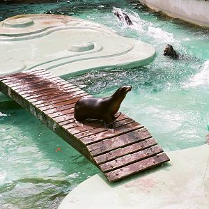Diergaarde Blijdorp 1992 - Sea Lion feeding and presentation
