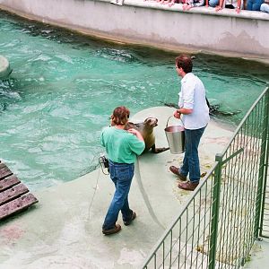 Diergaarde Blijdorp 1992 - Sea Lion feeding and presentation