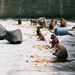 Diergaarde Blijdorp 1992 - Baboon group feeding