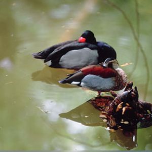 ringed teal and rosybill pochard