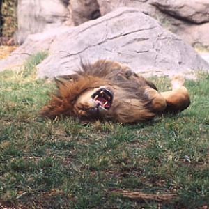 laid back lion