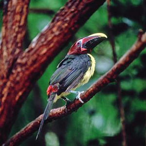 green aracari