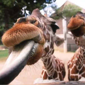 giraffe closeup