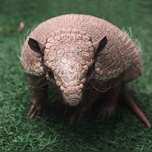 six banded armadillo