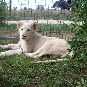Feb 2010 - White Lion cubs