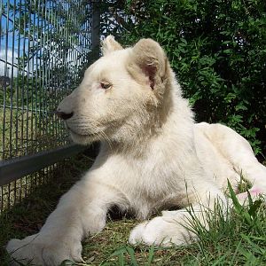 Feb 2010 - White Lion cubs