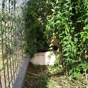 Feb 2010 - White Lion cubs