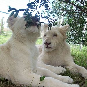 Feb 2010 - White Lion cubs