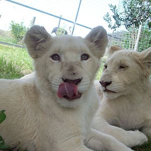 Feb 2010 - White Lion cubs