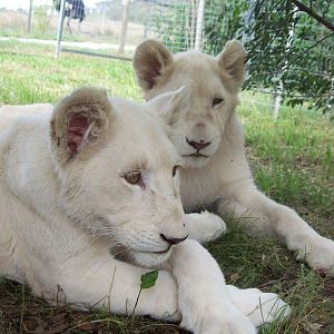 Feb 2010 - White Lion cubs