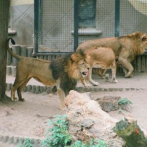Diergaarde Blijdorp 1994 - Lion group wait for their food