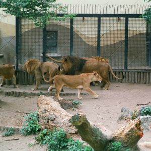 Diergaarde Blijdorp 1994 - Lion group wait for their food