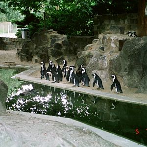 Diergaarde Blijdorp 1994 - African Penguin exhibit