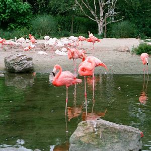 Diergaarde Blijdorp 1994 - Flamingo Lagoon